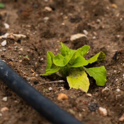 Ceci est un article de la fondation